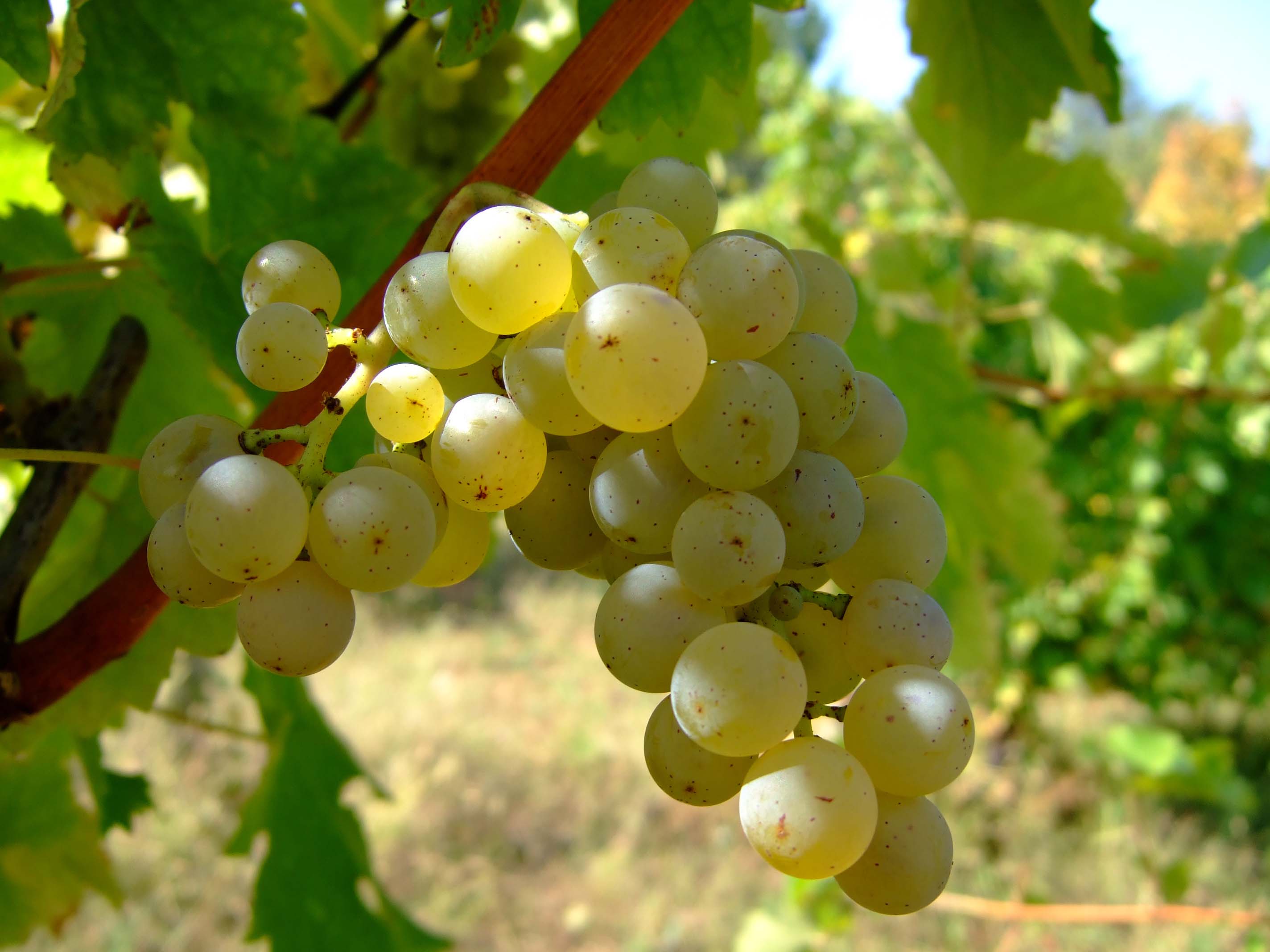 Sauvignon blanc grapes on the vine